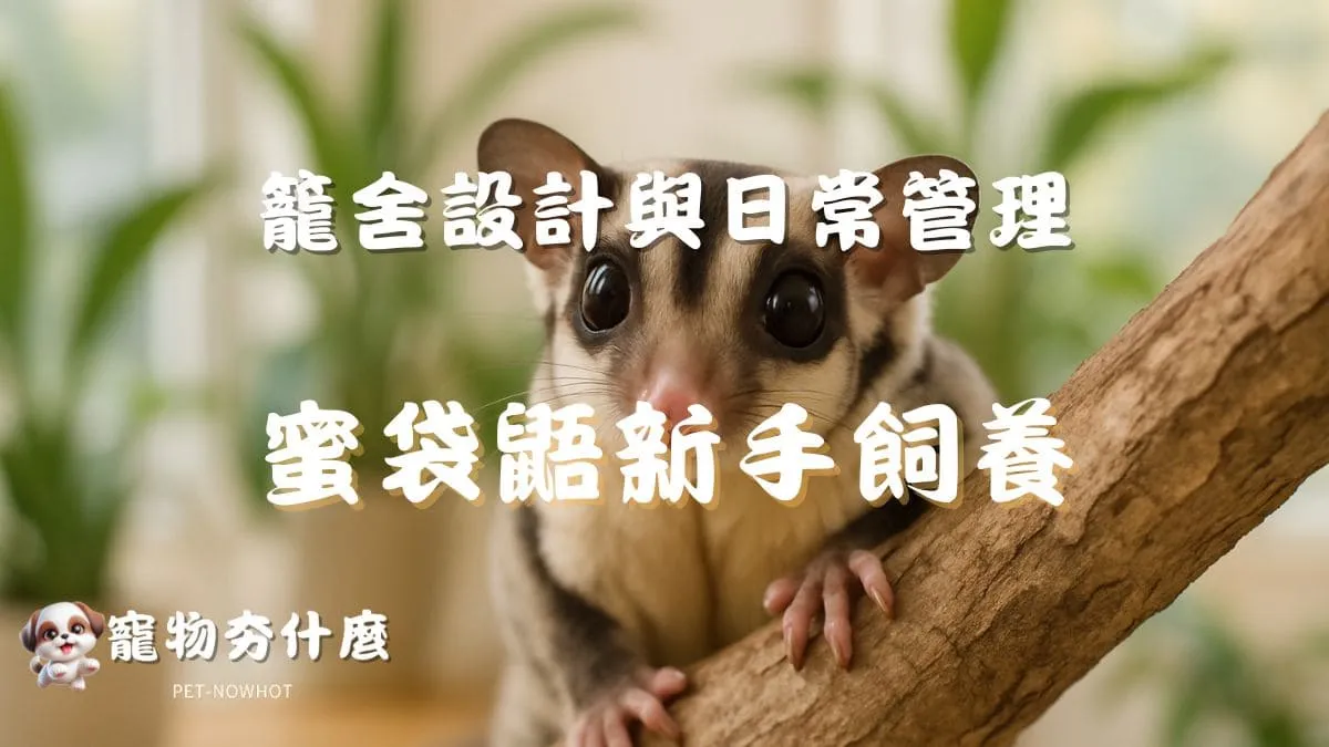 蜜袋鼯新手飼養全攻略