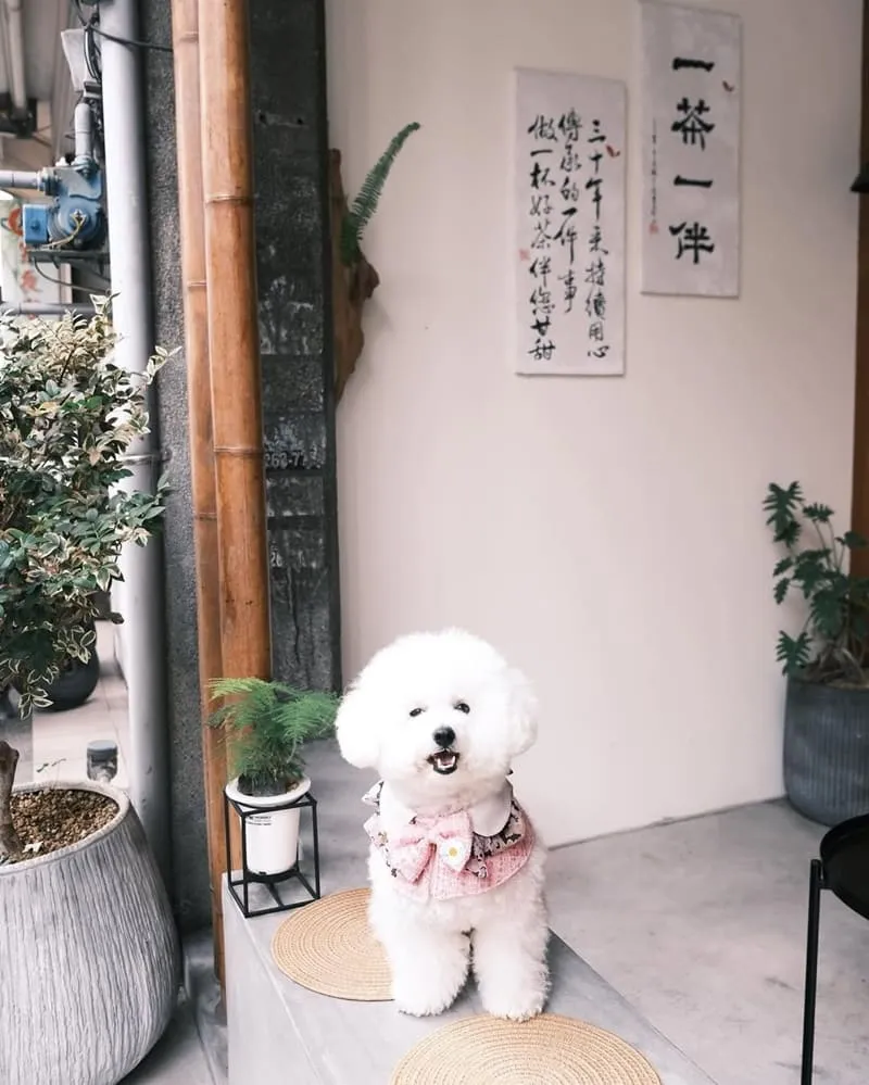 一茶一伴南投竹山
