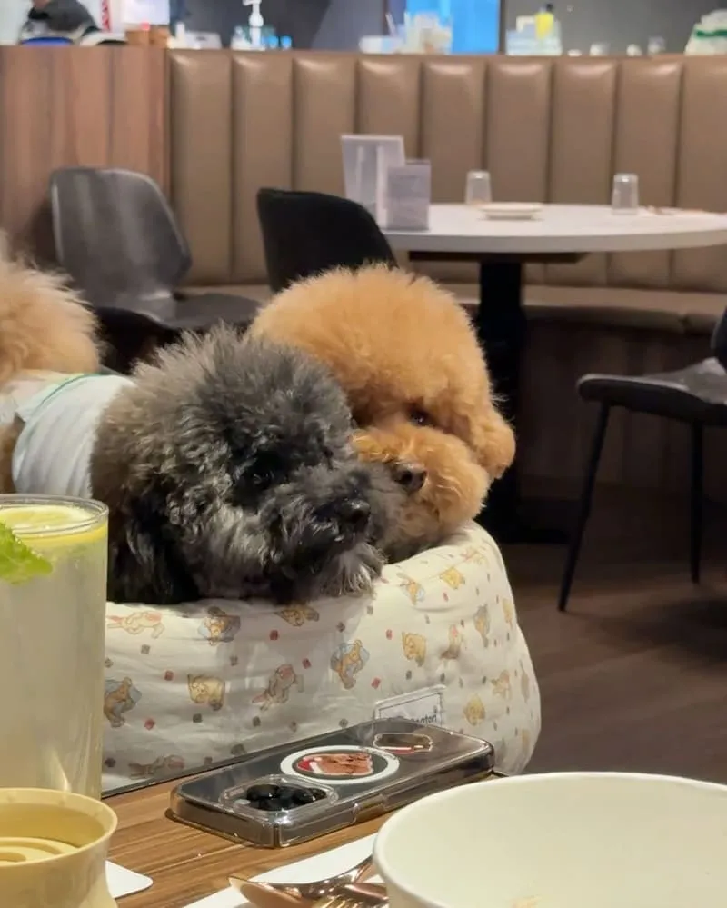 漫嚼 Mangia 義式餐廳