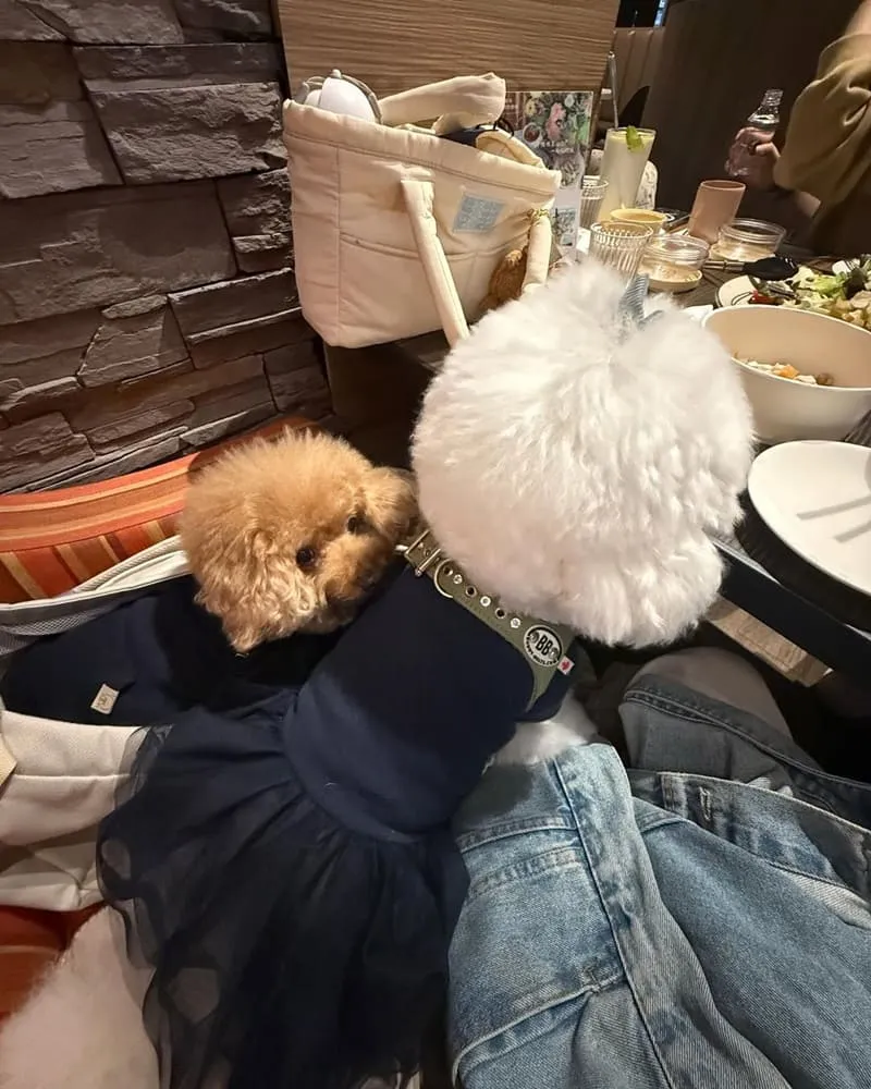 漫嚼 Mangia 義式餐廳