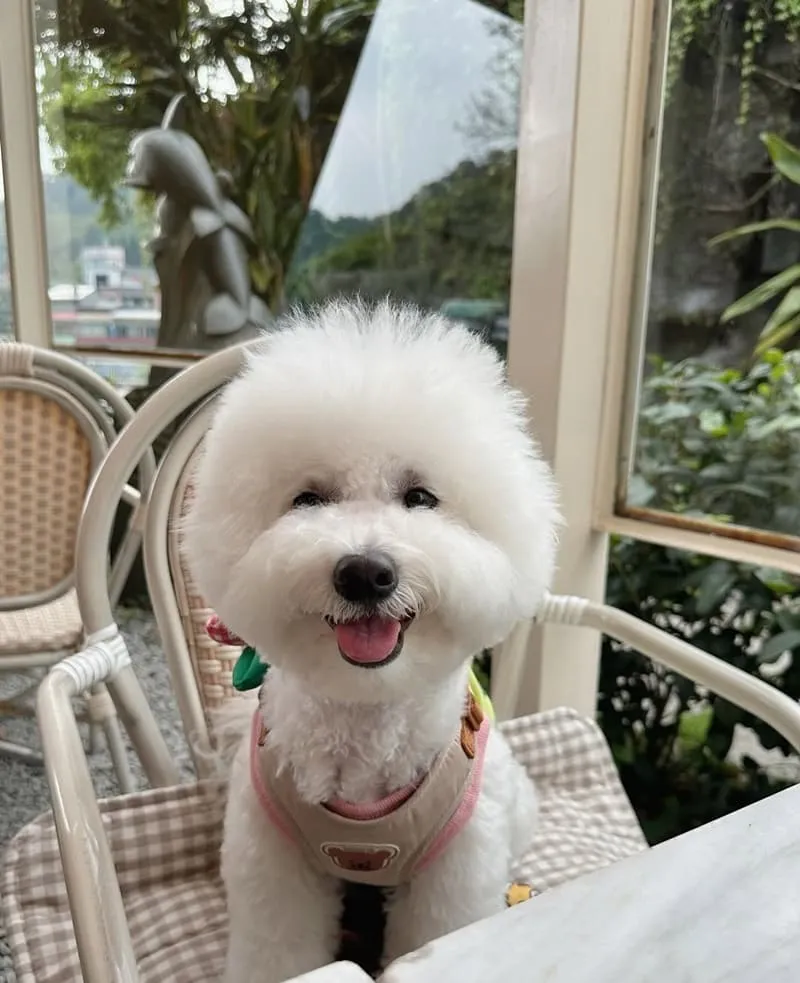心茶合一坪林店