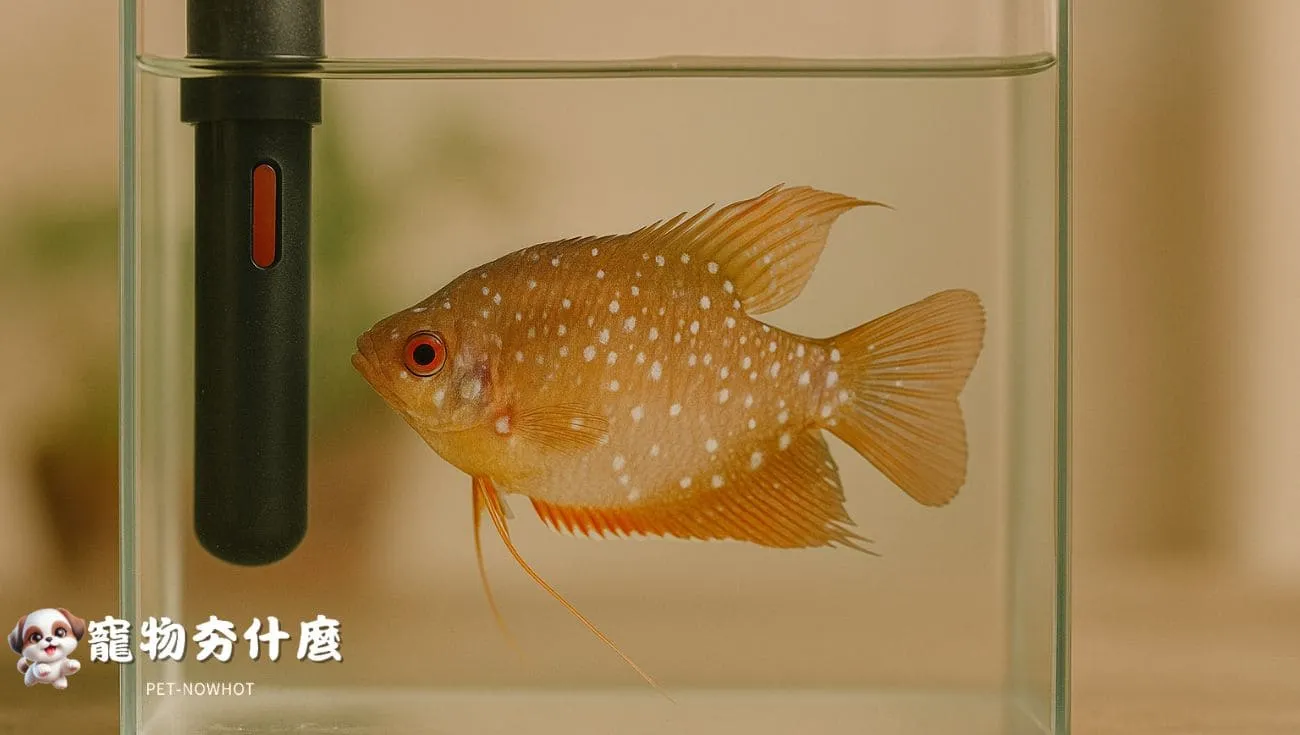 病魚隔離於治療小缸