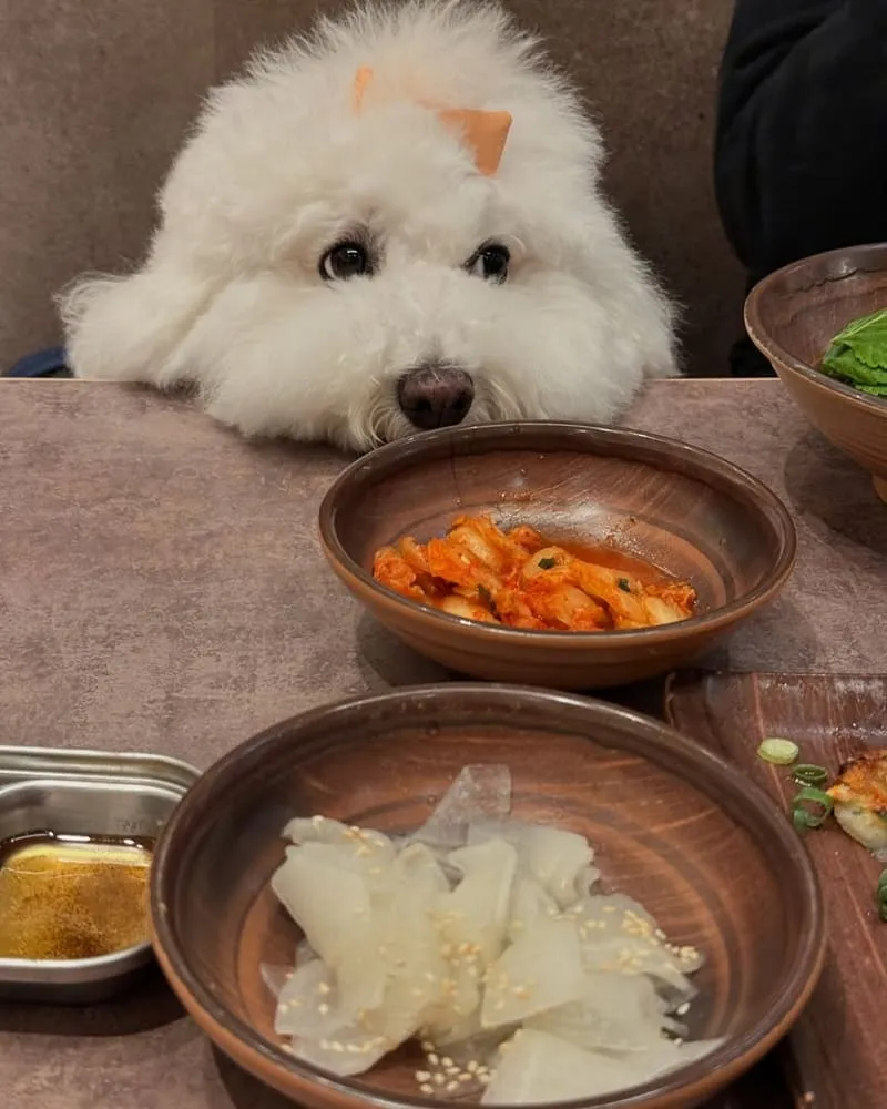 菜豚屋林口店