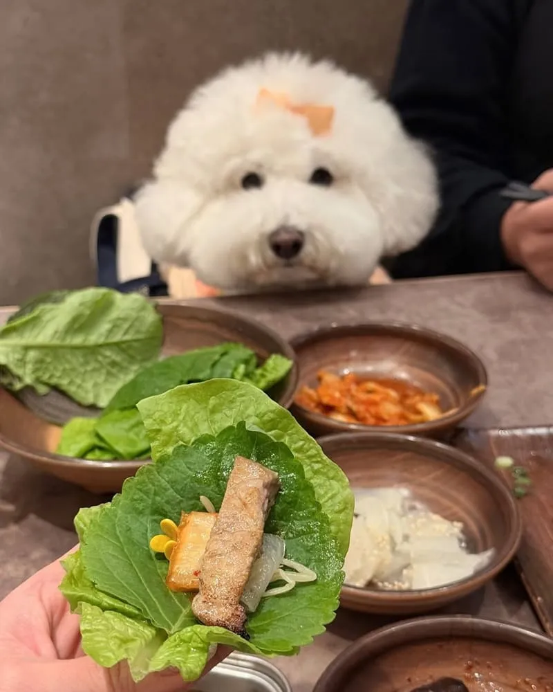 菜豚屋林口店