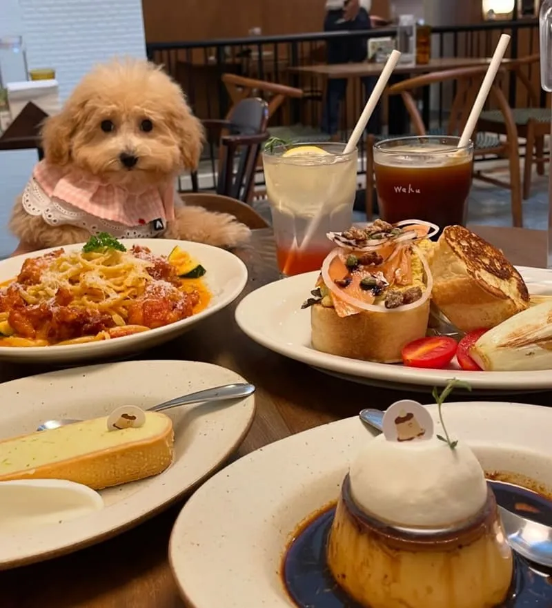 Waku⁺ burger pasta cafe