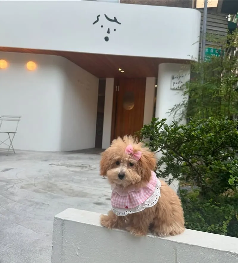 Waku⁺ burger pasta cafe
