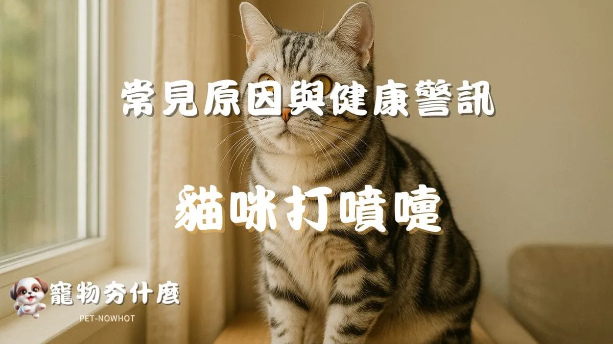 貓咪打噴嚏代表什麼？