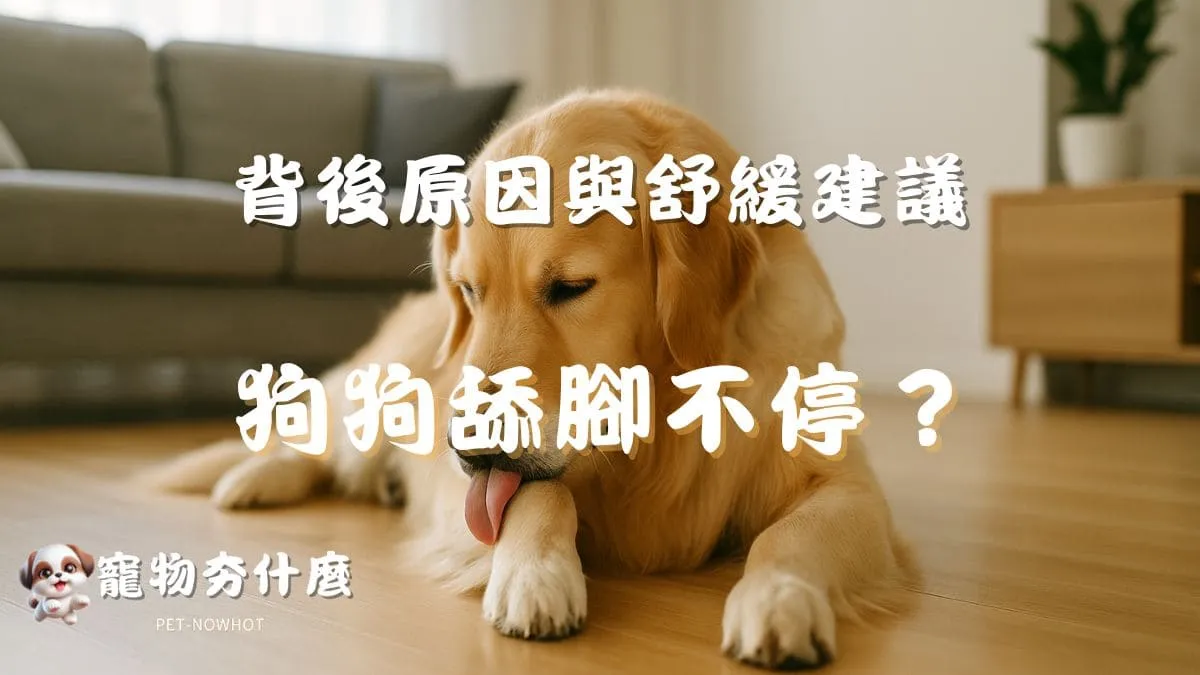 狗狗舔腳不停？