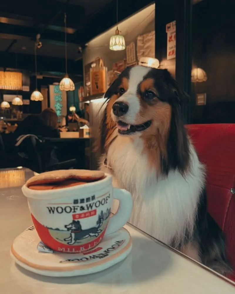 Woof² 港味藏食玩具