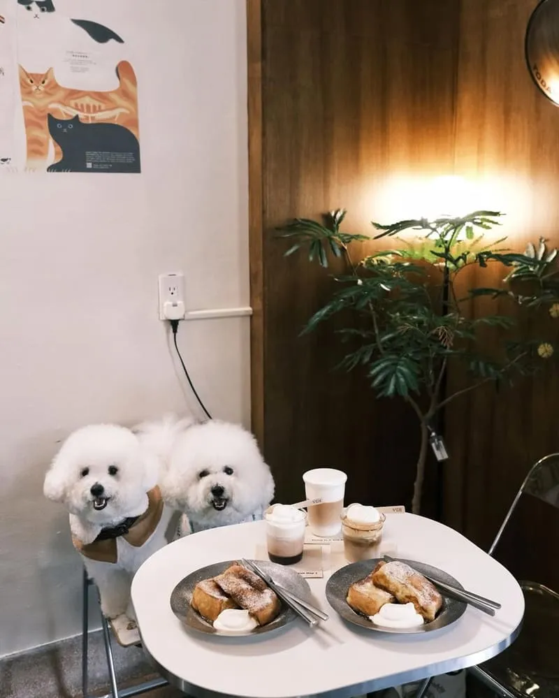 YEH COFFEE 嘉義寵物友善咖啡館