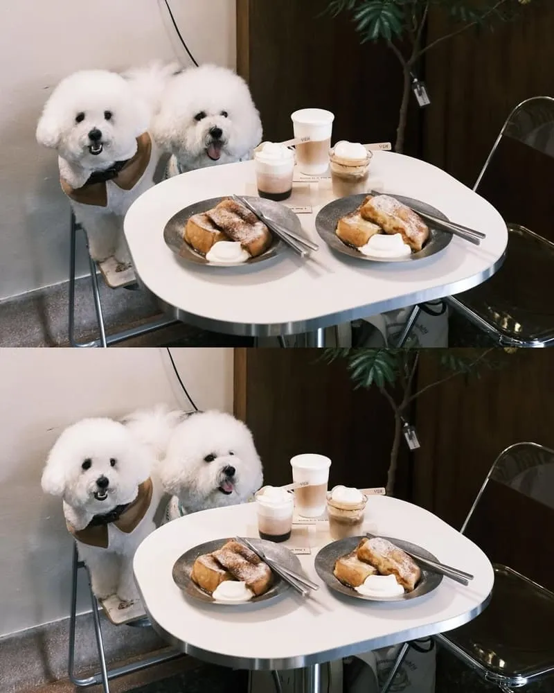 YEH COFFEE 嘉義寵物友善咖啡館