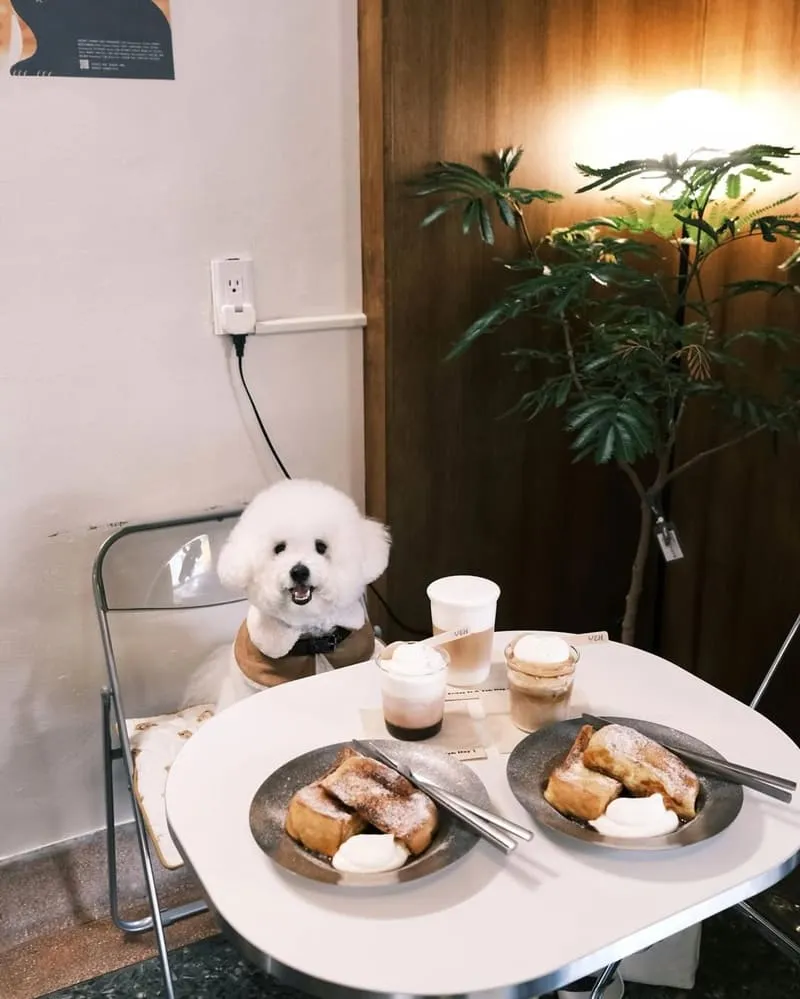 YEH COFFEE 嘉義寵物友善咖啡館