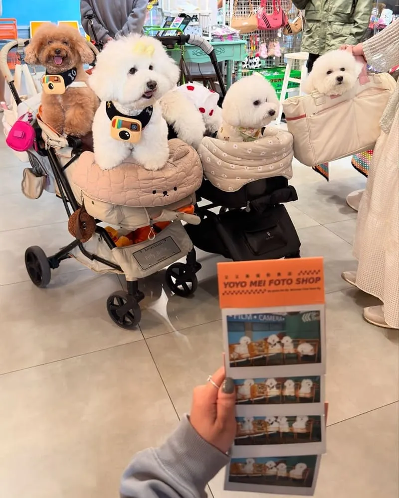 台南又又美FotoShop