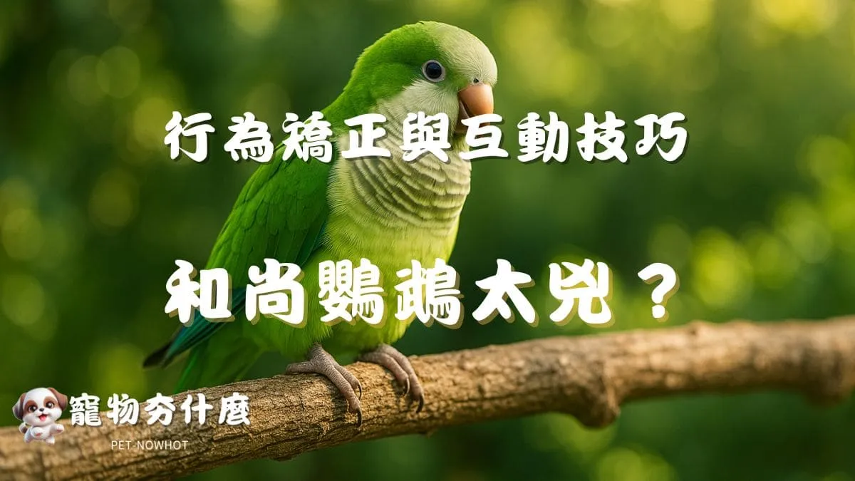 和尚鸚鵡太兇怎麼辦？