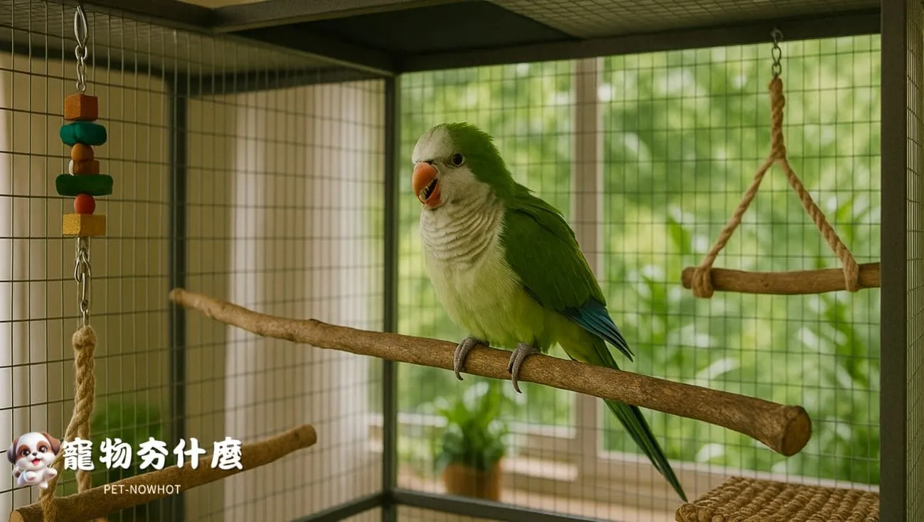 和尚鸚鵡寬敞舒適飼養空間