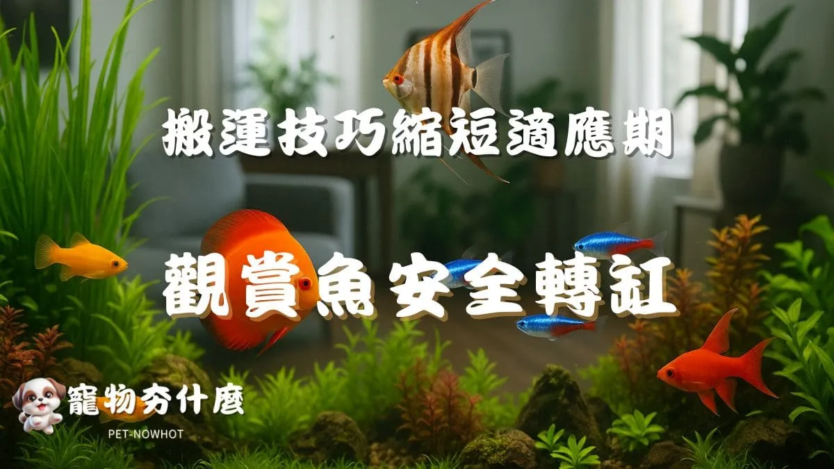 觀賞魚安全轉缸教學