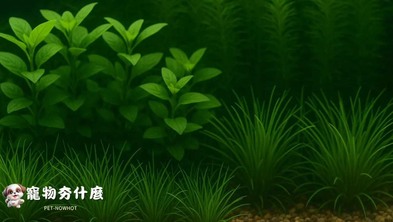 水族箱層次分明的水草景觀