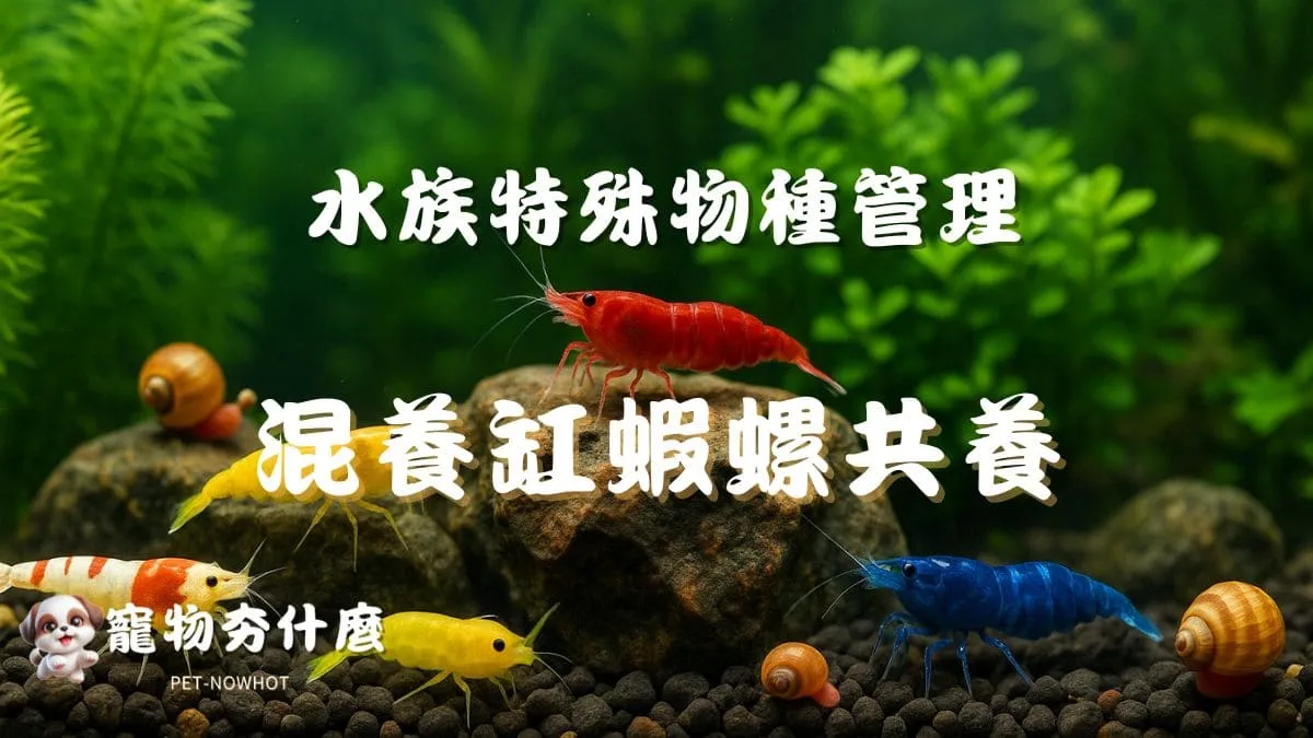 混養缸蝦螺共養