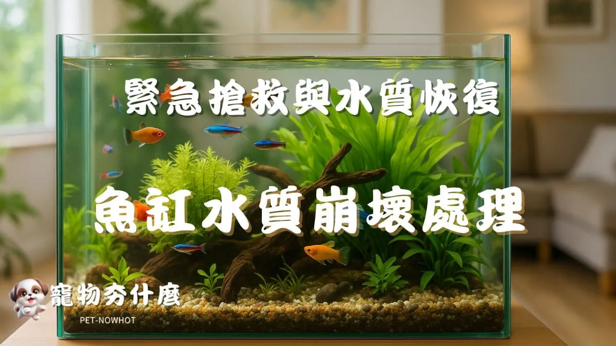 魚缸水質崩壞處理全攻略