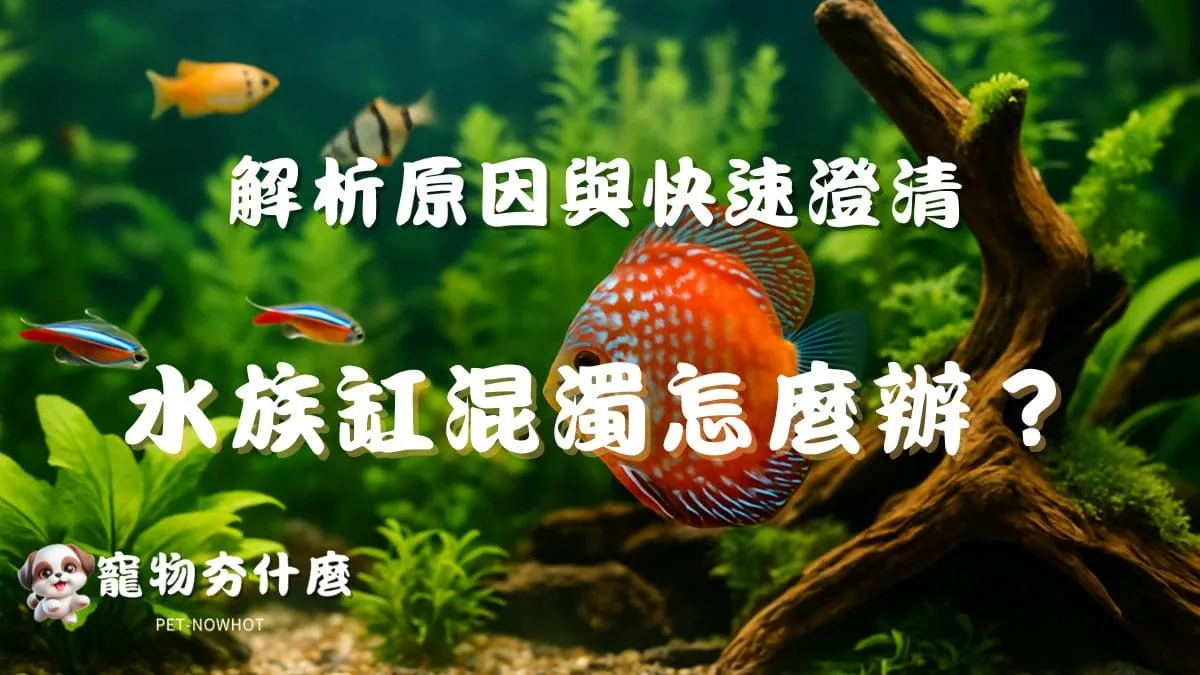 水族缸混濁怎麼辦？