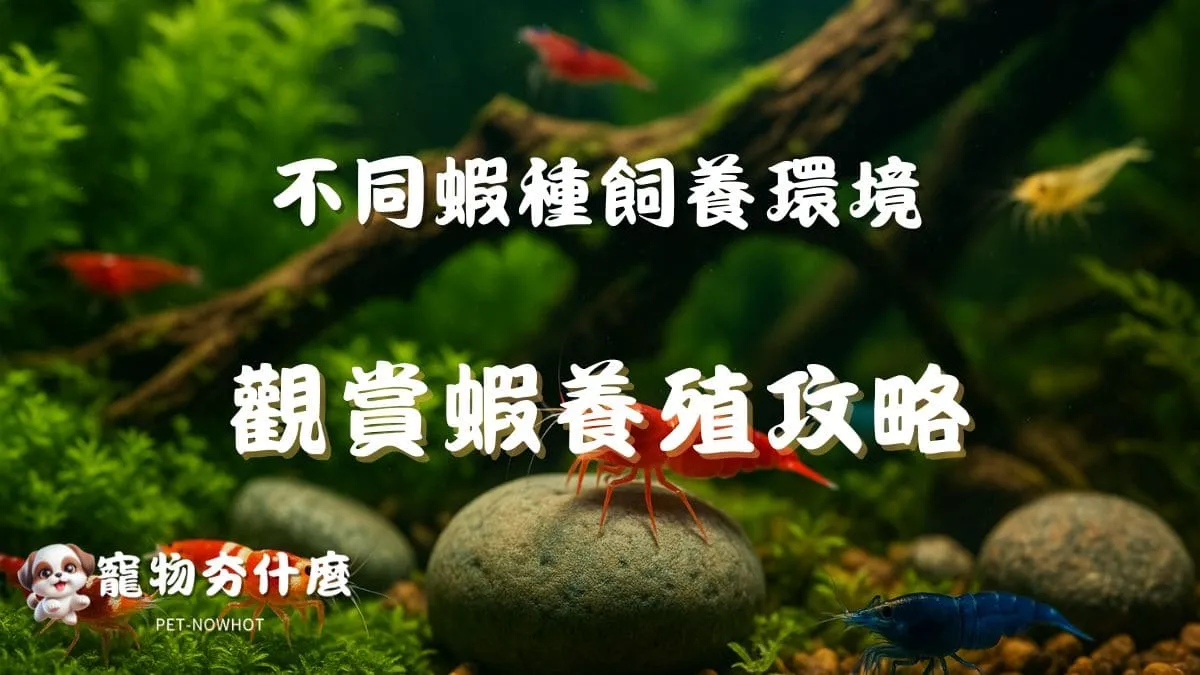 觀賞蝦養殖攻略