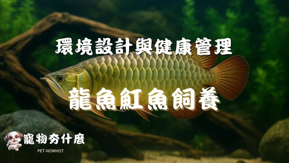 龍魚魟魚新手飼養指南