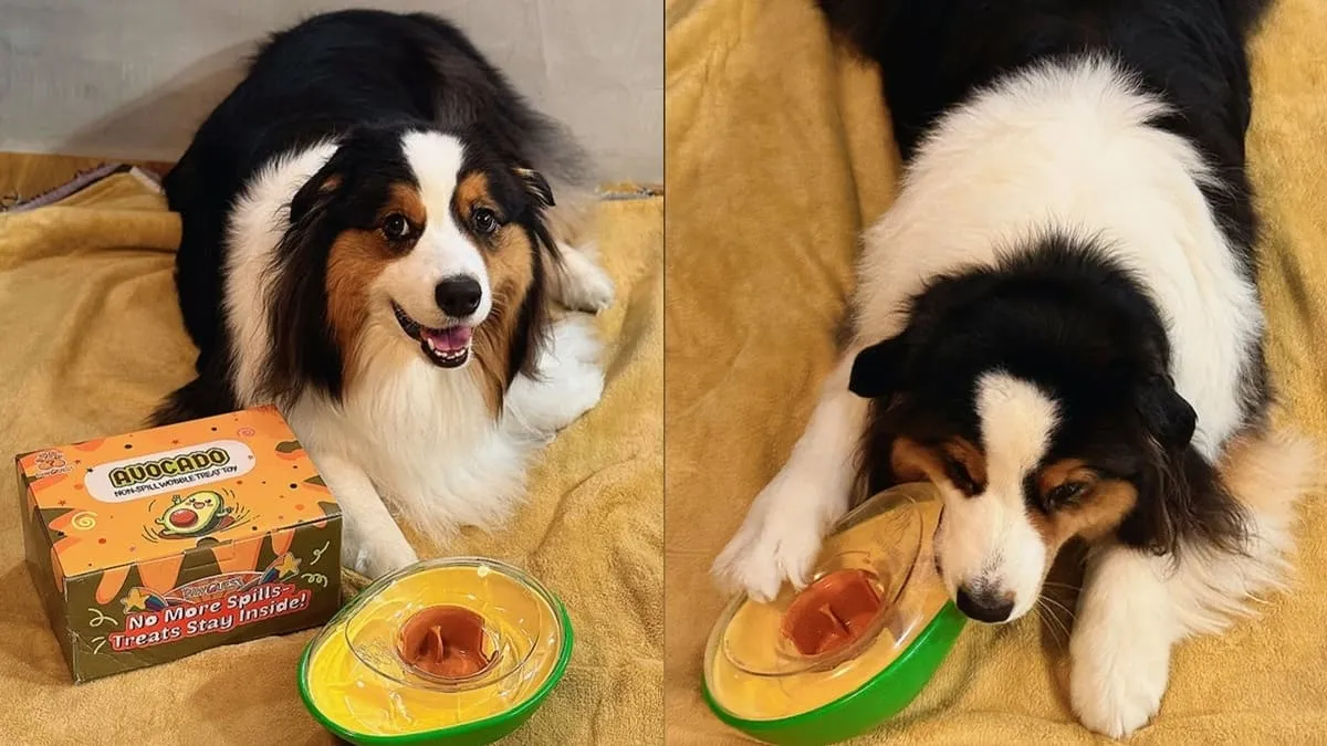 韓國酪梨不倒翁漏食球