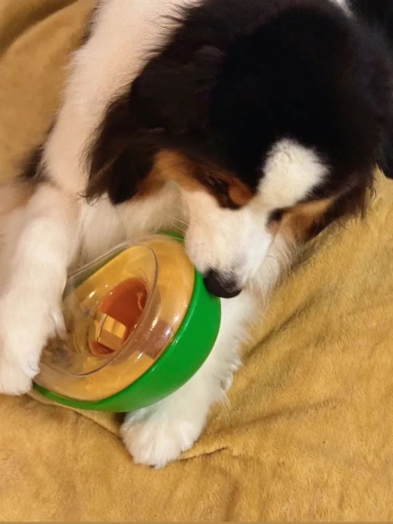 韓國酪梨不倒翁漏食球