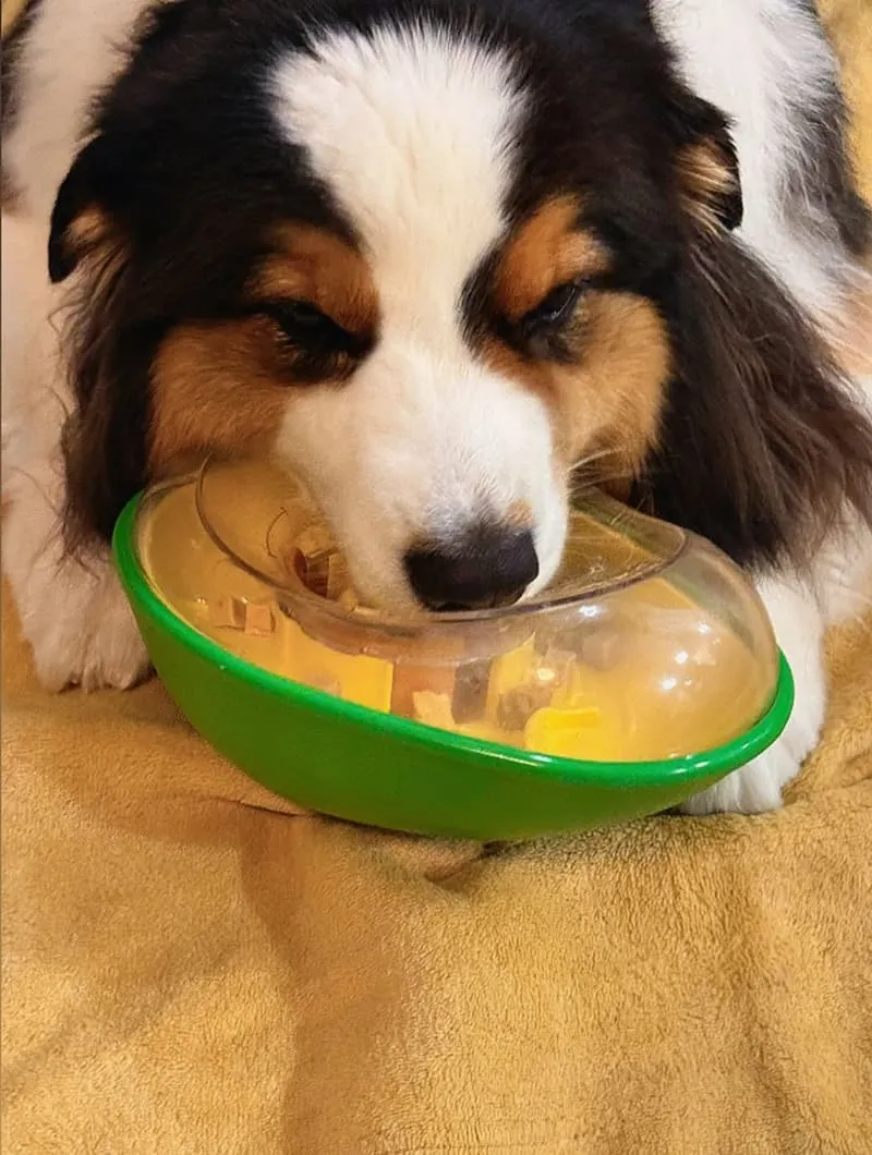 韓國酪梨不倒翁漏食球