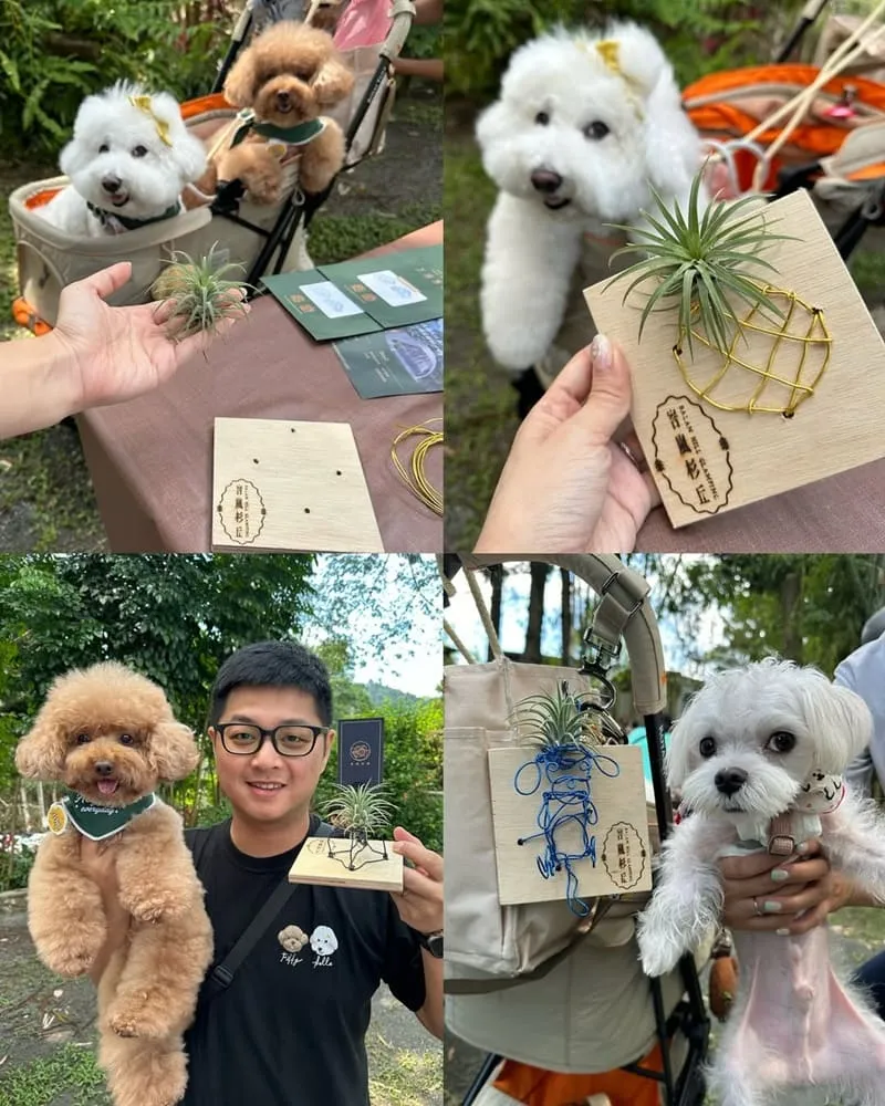 峇嵐杉丘奢華露營