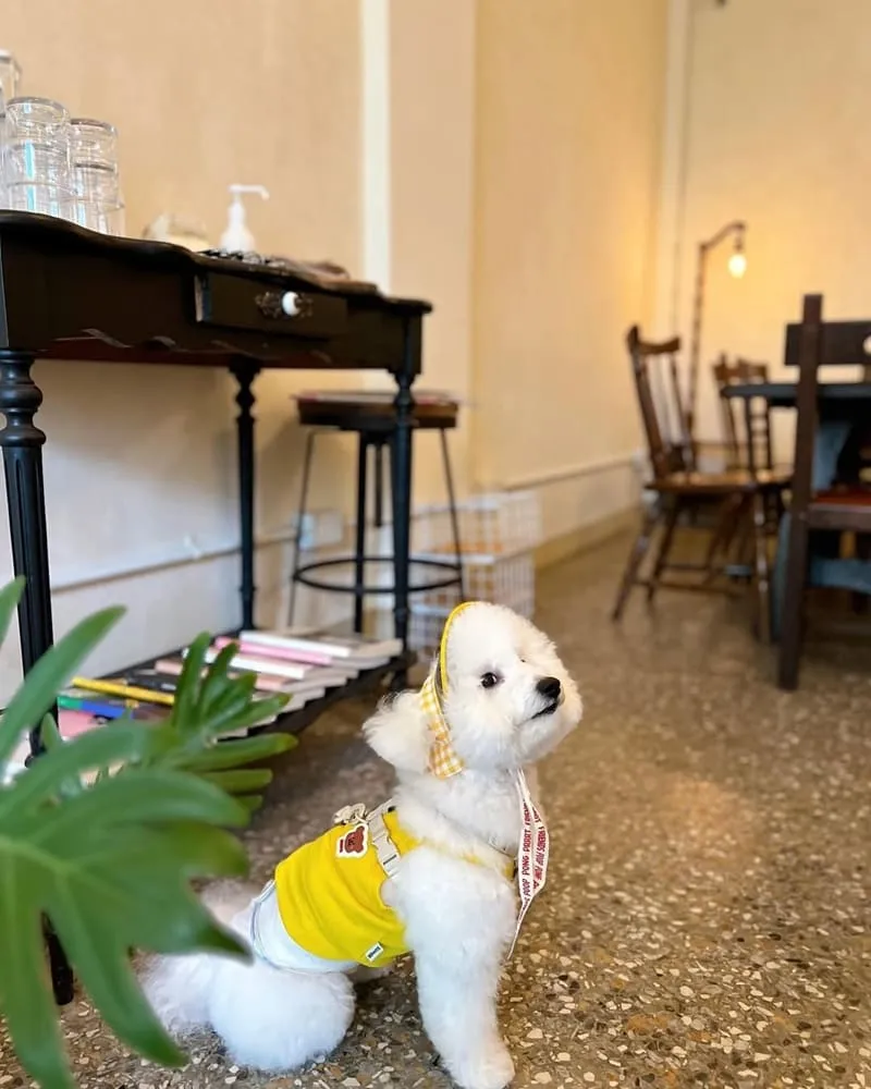 巴倫司康嘉義店