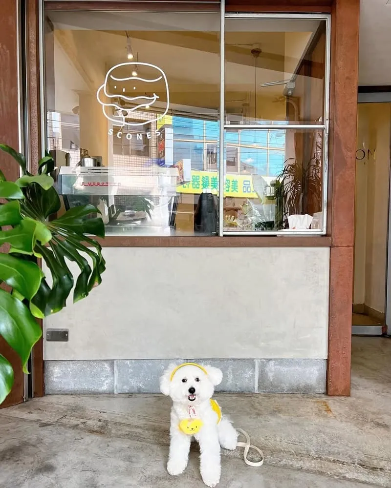 巴倫司康嘉義店