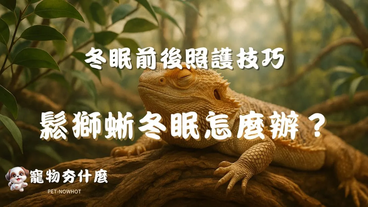 鬆獅蜥冬眠怎麼辦？