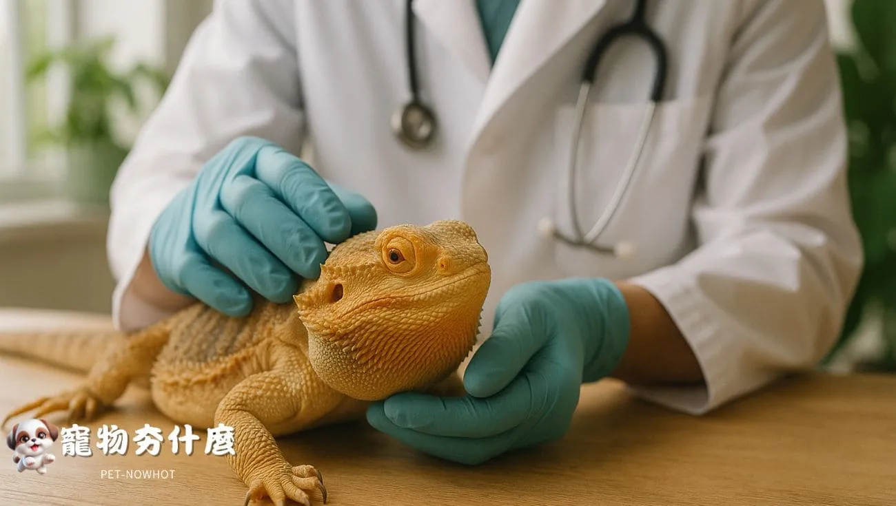 獸醫檢查鬆獅蜥健康情形