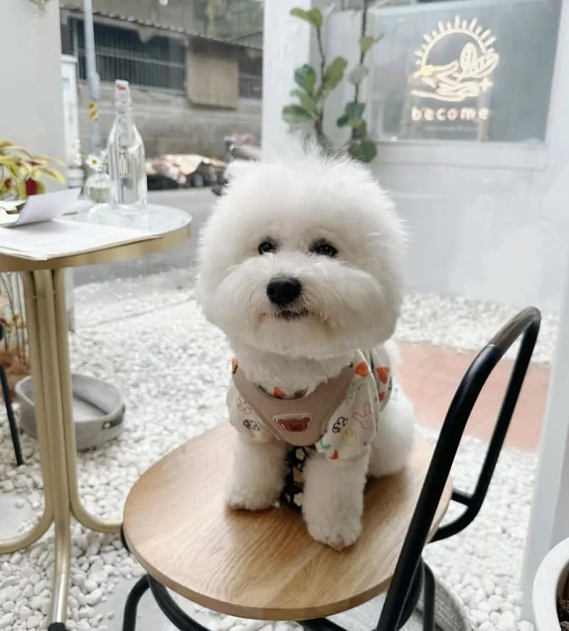 become彈性蔬食早午餐