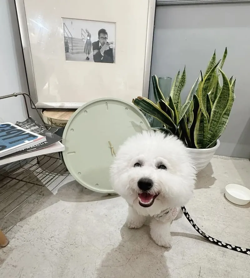 become彈性蔬食早午餐