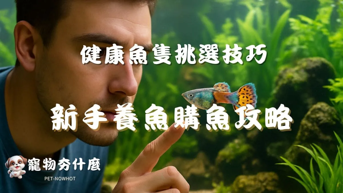 新手養魚購魚攻略