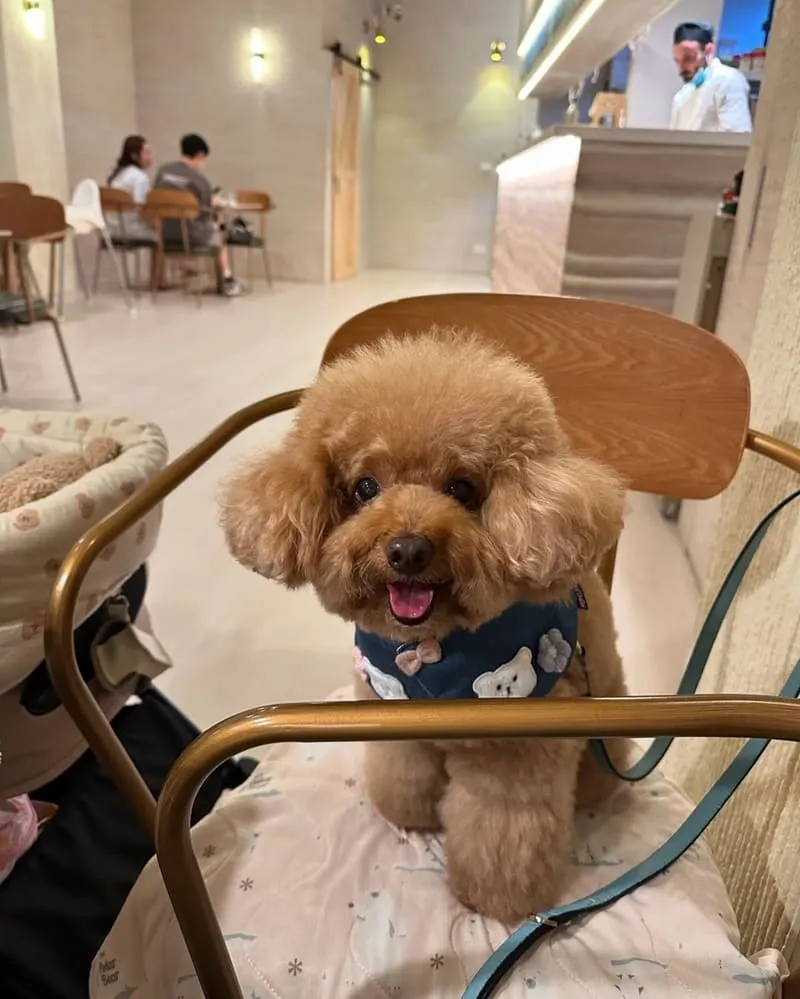 BOCCA跳進嘴裡義式手作餐廳