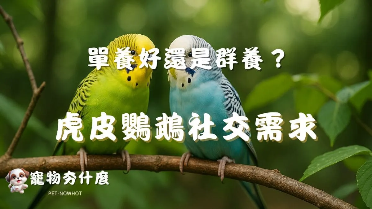 虎皮鸚鵡單養好還是群養？