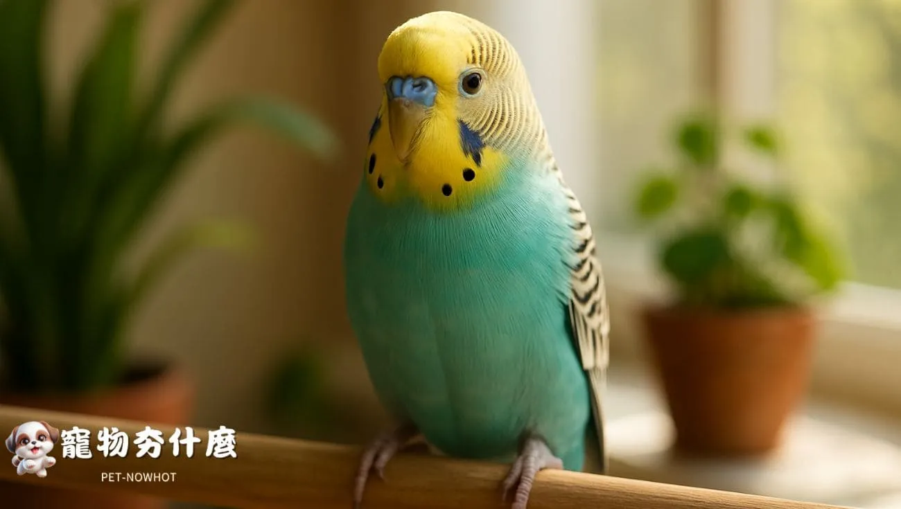 單隻虎皮鸚鵡悠閒站立照