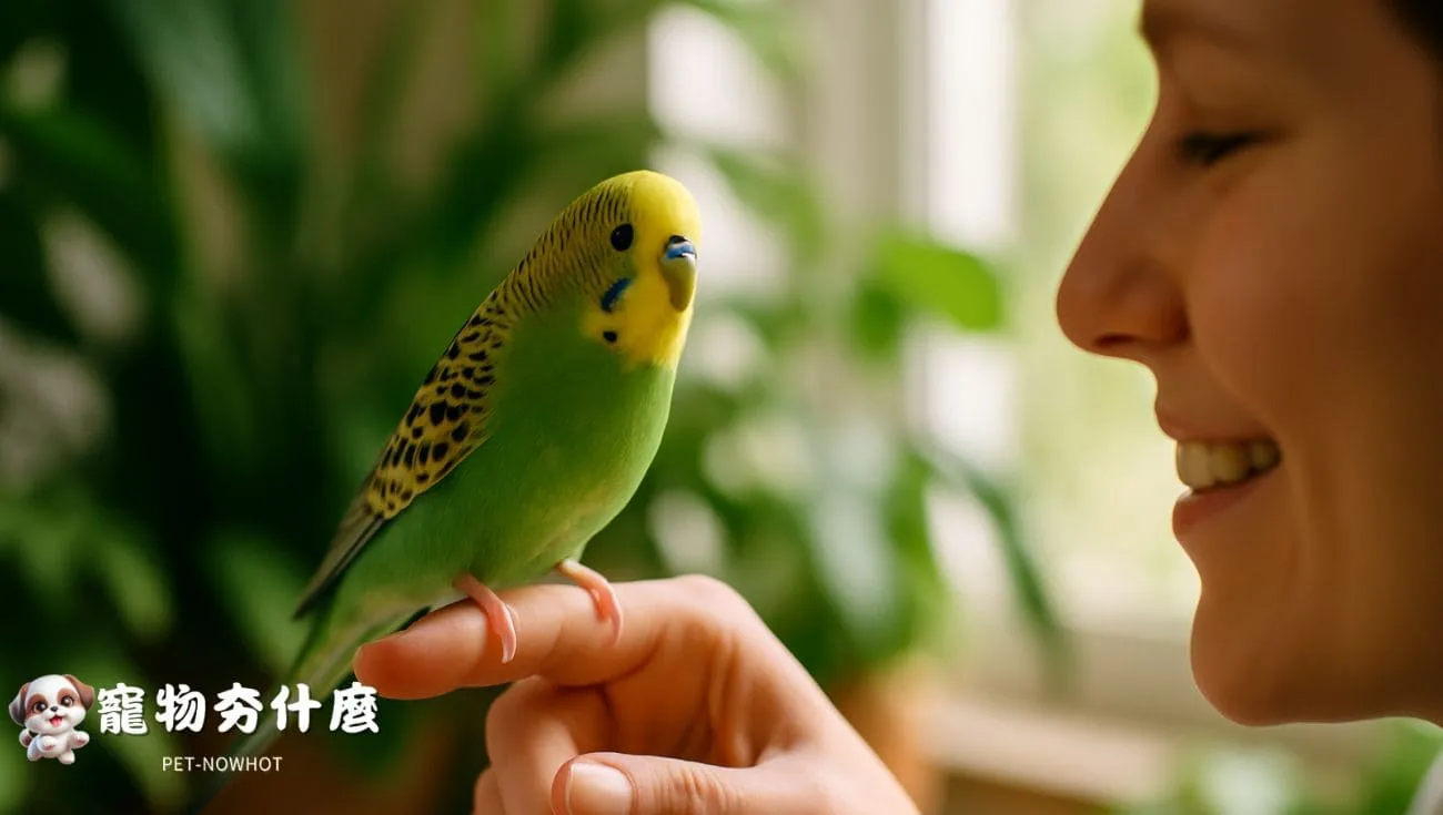 飼主與虎皮鸚鵡溫馨互動照