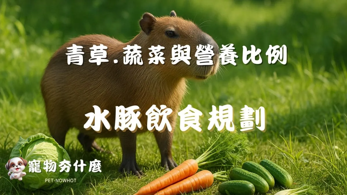 飼養水豚飲食規劃全攻略