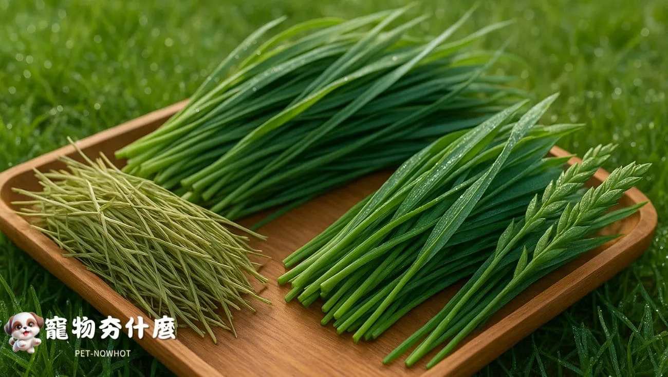 多樣水豚青草食材圖