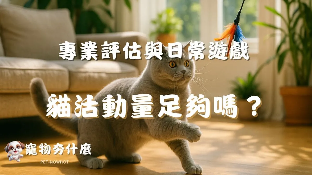貓咪活動量足夠嗎？