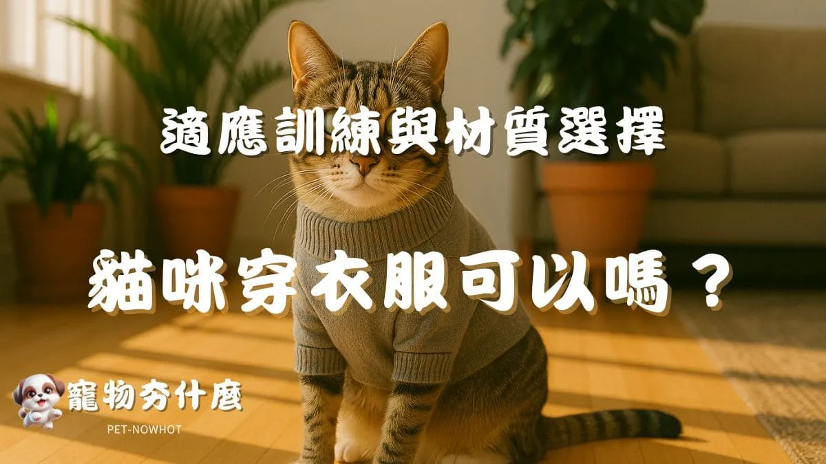 貓咪穿衣服可以嗎？