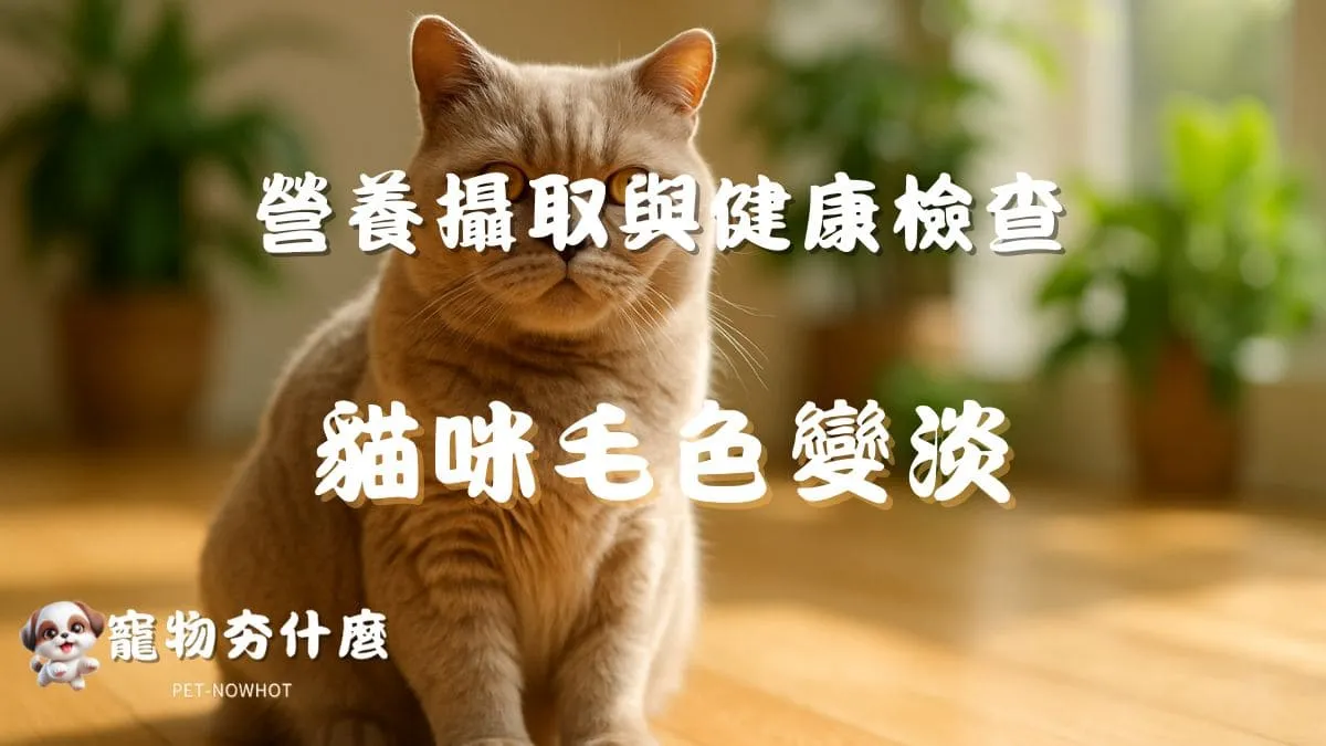 貓咪毛色變淡怎麼辦？