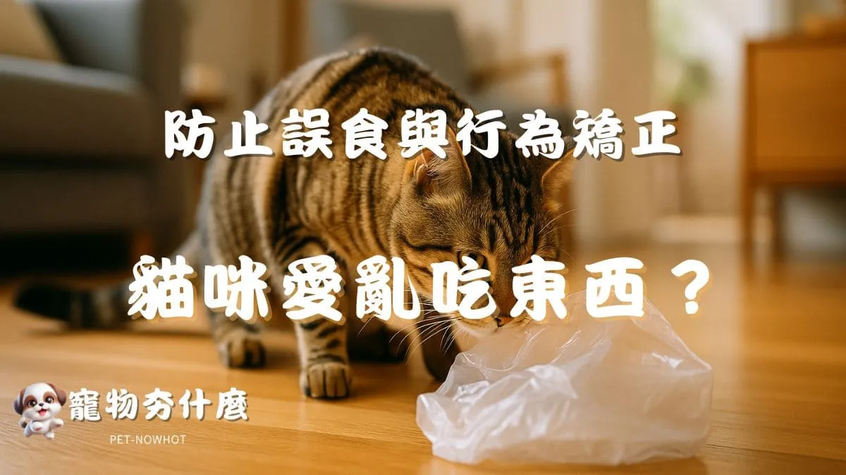 貓咪愛亂吃東西？