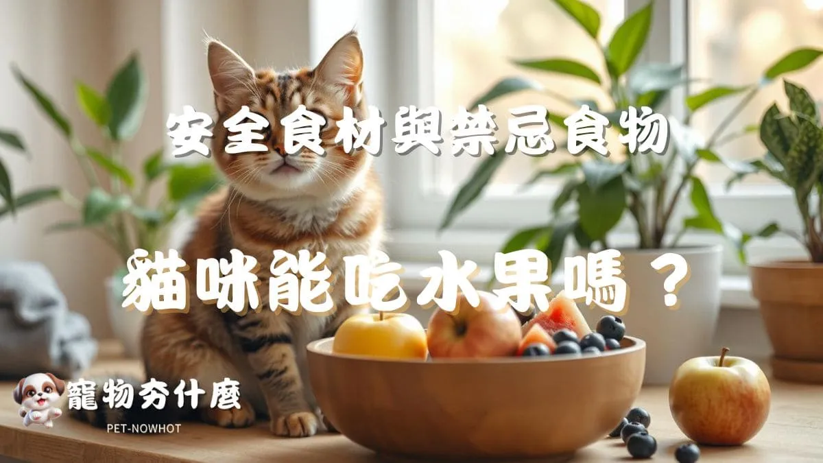 貓咪能吃水果嗎？
