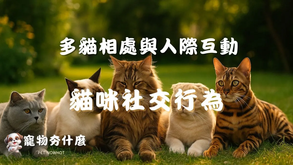 貓咪社交行為解析