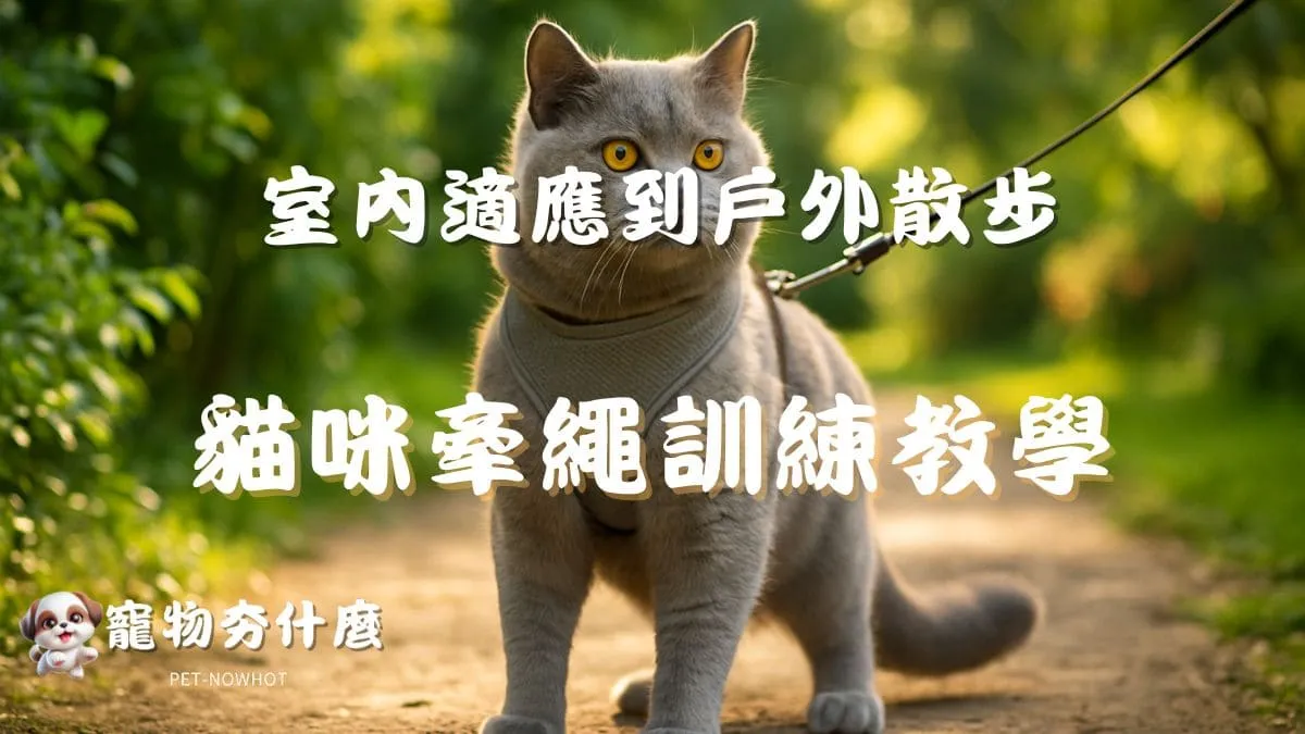 貓咪牽繩訓練教學